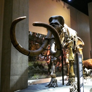 A peak inside the Perot Museum. It is really special!